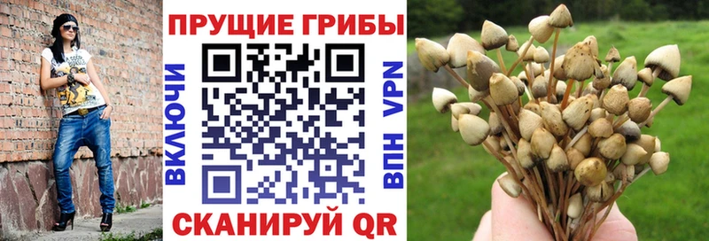 Псилоцибиновые грибы Psilocybe Долгопрудный